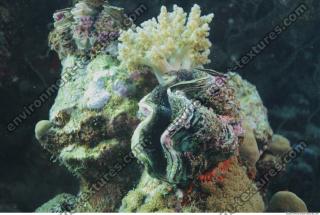 Photo Reference of Coral Sudan Undersea 0014